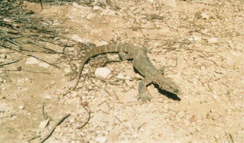 Kanagroo Island - Lizard