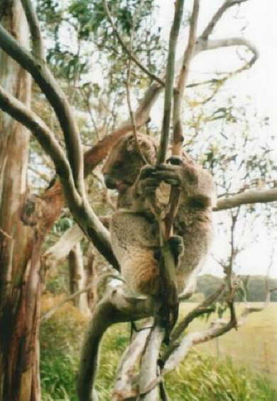 Kanagroo Island - Koala