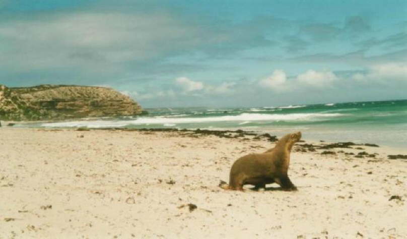 Kanagroo Island - Seal Bay