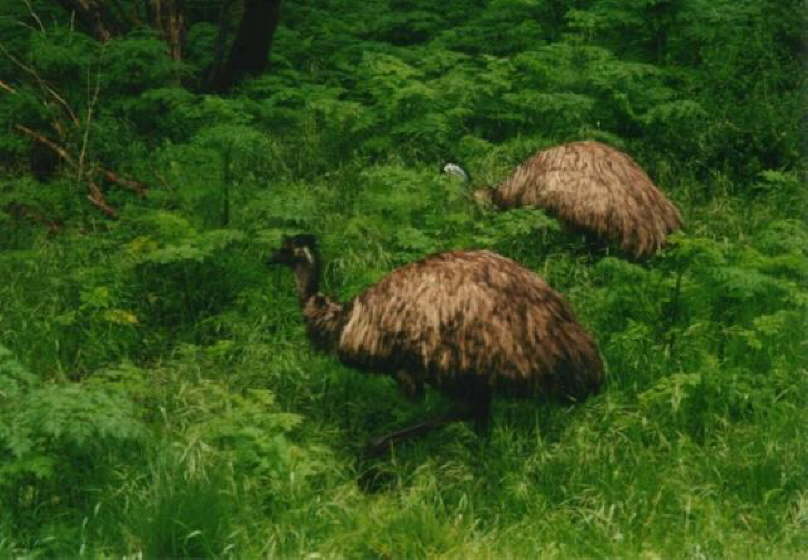 Emu