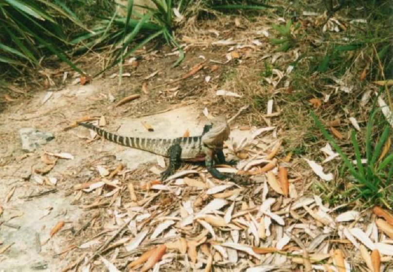 Manly -Eastern Water Dragon