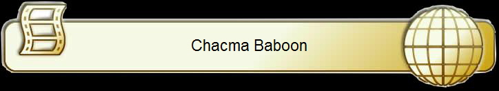Chacma Baboon