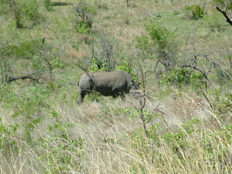 White Rhino