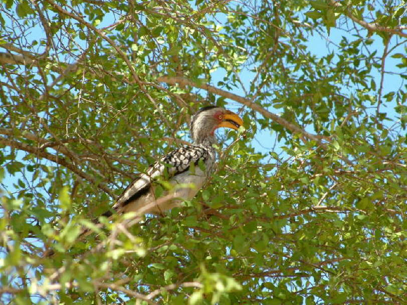 Coloured Bird