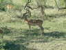 Red Buck (McDonalds)