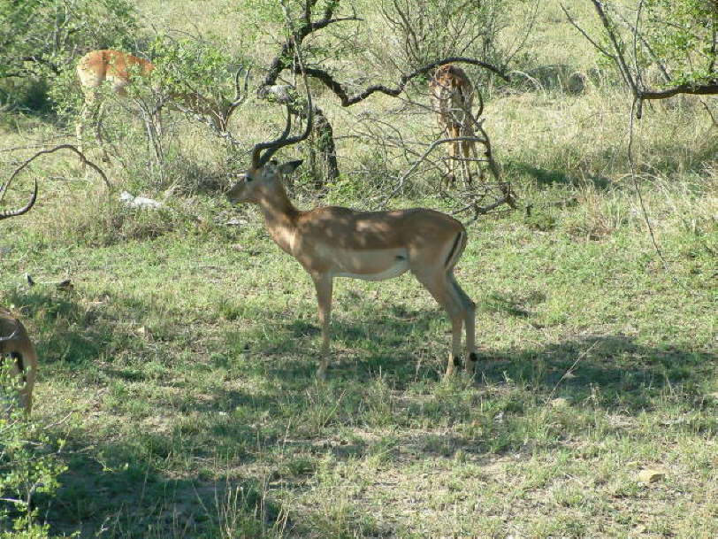 Red Buck (McDonalds)