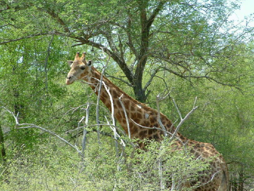 GiraFfe