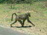 Chacma Baboon