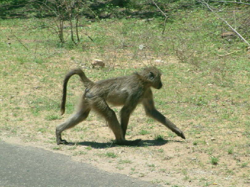 Chacma Baboon