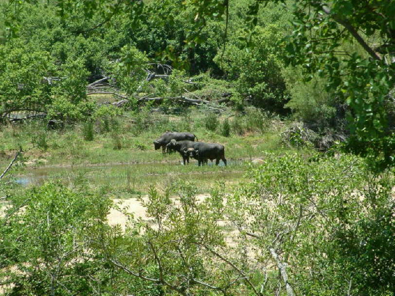 African Buffalo