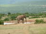 Addo Elephant NP