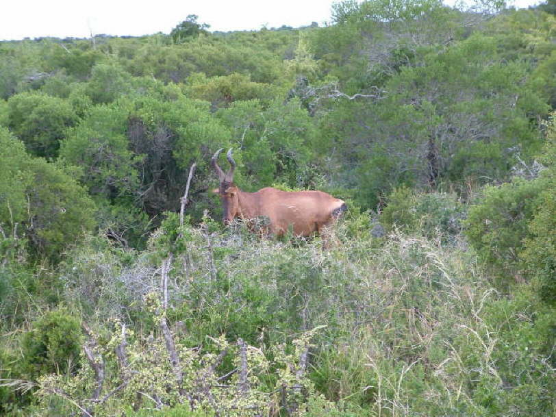 Impala