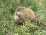 Rock Dassie