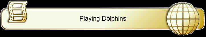 Playing Dolphins