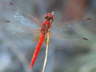 Dragon Fly