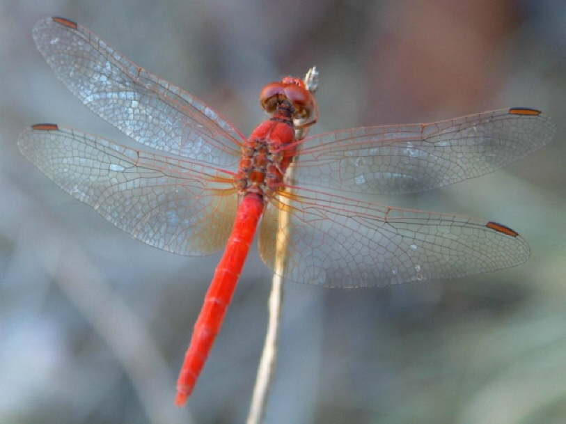 Dragon Fly