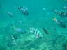 Ningaloo Reef