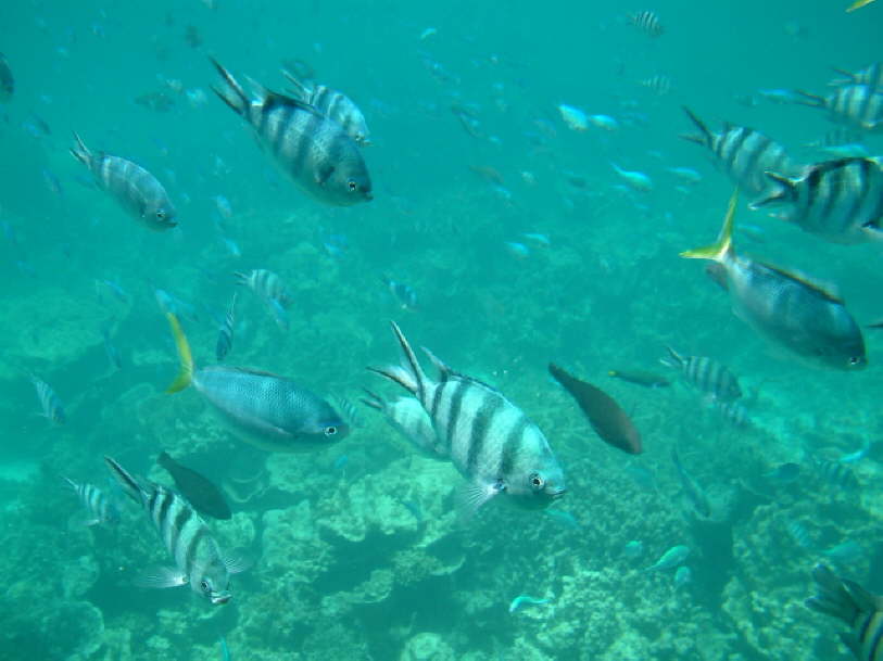 Ningaloo Reef