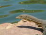 Lizard near the water