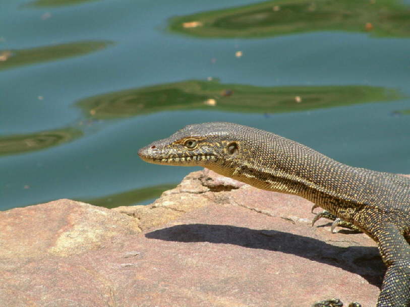 Lizard near the water