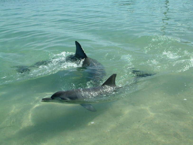 Playing Dolphins