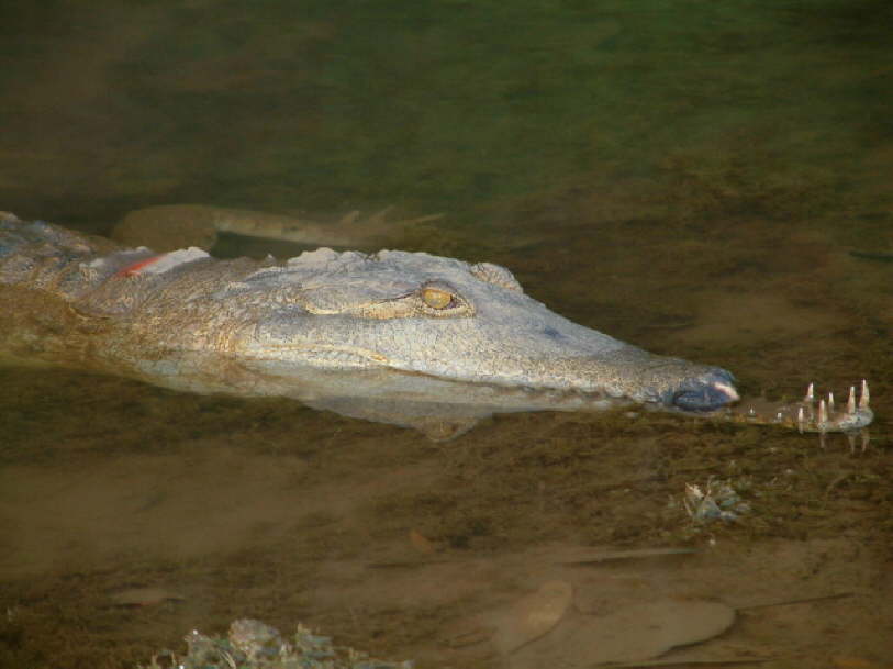 Fresh Water Crocodile