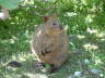 Quokkas