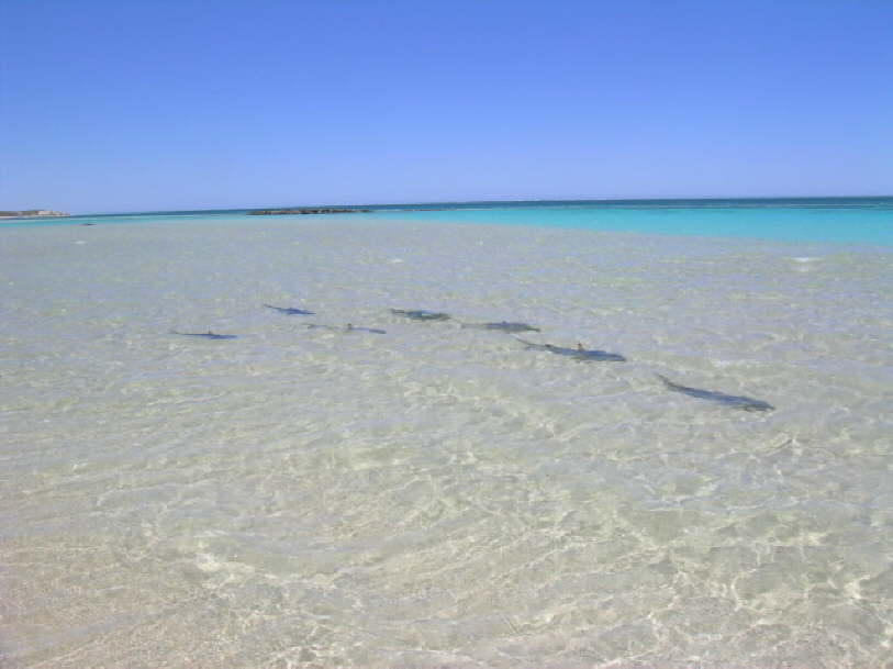 Reef Sharks