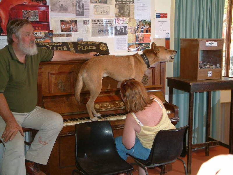 Dinkie, the singing Dingo