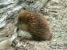 Echidna