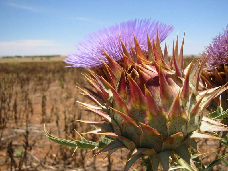 Desert Flowers