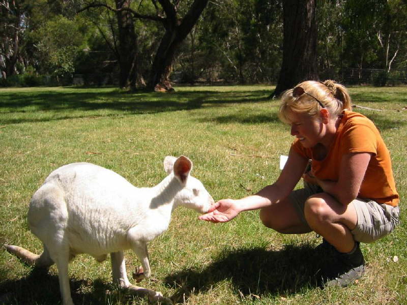 Albino Roo