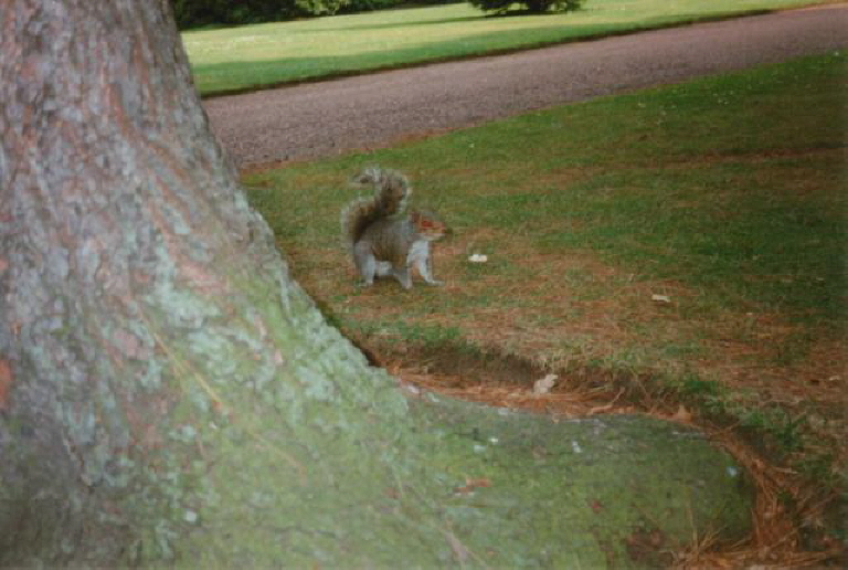 The Botanic Garden