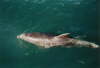 Swimming with the Dolphins