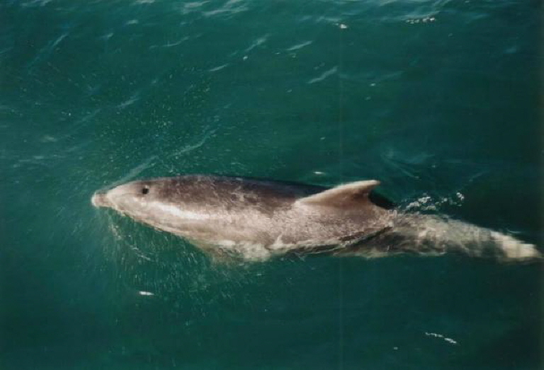 Swimming with the Dolphins