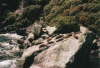 Milford Sound - Seals