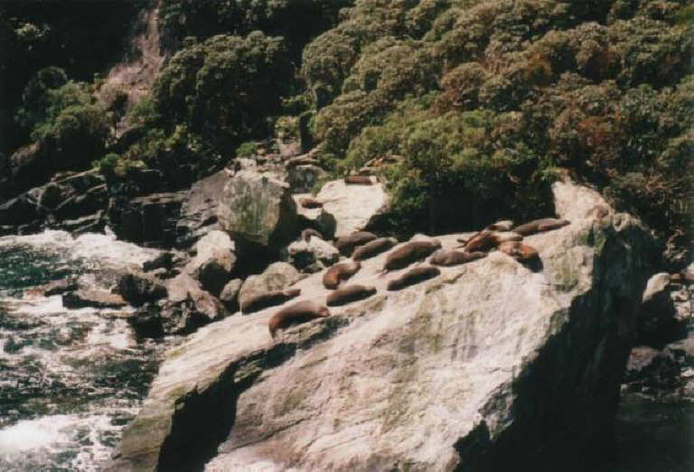 Milford Sound - Seals