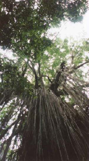 Parasited Tree