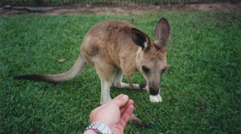 Hungry Kangaroo