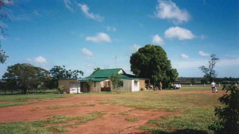 Dingo - a cattle station