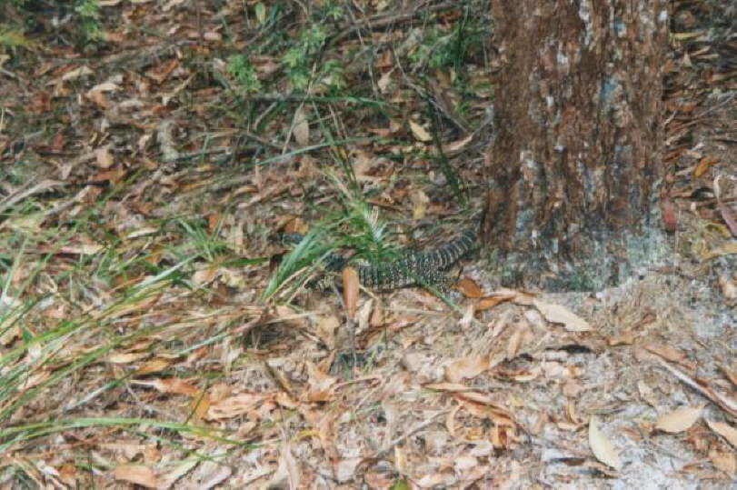 Fraser Island - Lizard