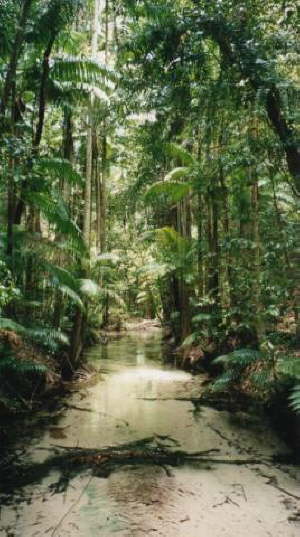 Fraser Island