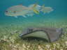 Stingray