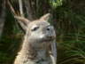 Kangeroo