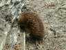 Echidna