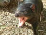 Tasmanian Devil