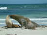 Seals