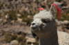 Lama