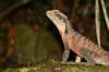 Lizard