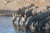 Zebras